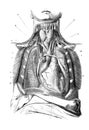 Mediastinum region in the old book D`Anatomie Chirurgicale, by B. Anger, 1869, Paris