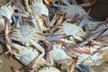 Mediaterrian crabs caught on the Mediaterrian sea