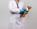 Medic holds brown teddy bear with paw bandaged in white bandage and listens to toy with stethoscope Royalty Free Stock Photo