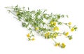 Medicago falcata or sickle alfalfa, yellow-flowered alfalfa, yellow alfalfa, sickle medick and yellow medick. Isolated Royalty Free Stock Photo