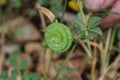 Medicago orbicularis plant