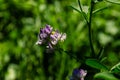 Medicago sativa, alfalfa, lucerne in bloom - close up. Alfalfa is the most cultivated forage legume in the world