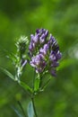 Medicago sativa, alfalfa, lucerne in bloom - close up.
