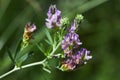 Medicago sativa, alfalfa, lucerne in bloom - close up.