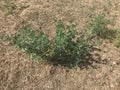 Alfalfa lucerne