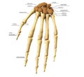 Medical accurate 3d illustration of the hand bones