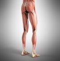 Medical accurate illustration of the leg muscles 3d render on gr