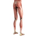 medical accurate illustration of the leg muscles 3d render on wh