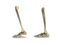 Medical accurate illustration of the lower leg bones 3d render Royalty Free Stock Photo