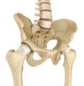 Medical accurate illustration : Pelvic area anatomy