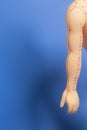 Medical acupuncture model of human hand on blue Royalty Free Stock Photo
