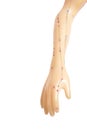 Medical acupuncture model of human hand isolated on white Royalty Free Stock Photo