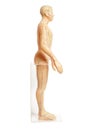 Medical acupuncture model of human isolated on white Royalty Free Stock Photo