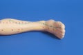 Medical acupuncture model of human leg