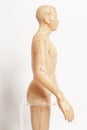 Medical acupuncture model of human on white Royalty Free Stock Photo