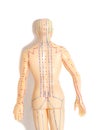 Medical acupuncture model of human on white background Royalty Free Stock Photo