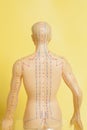 Medical acupuncture model of human Royalty Free Stock Photo