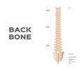 Medical anatomical / backbone / organ