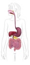 Human Digestive System Woman Anatomy Diagram Royalty Free Stock Photo