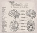 Medical anatomy of human Brain. Medicine, Vector illustration po