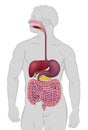 Gastrointestinal Human Digestive System Royalty Free Stock Photo