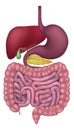 Human Gastrointestinal Digestive System Royalty Free Stock Photo