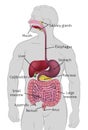 Human Gastrointestinal Digestive System Royalty Free Stock Photo