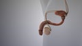 Medical animation of the male reproductive system