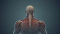 Medical animation for neck pain