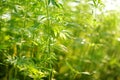 Medical cannabis plants growing at outdoor cannabis farm on sunny summer day