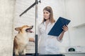 Cute dog being examined by the vet in a clinic Royalty Free Stock Photo