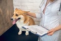 Cute dog being examined by the vet in a clinic Royalty Free Stock Photo