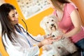 Medical checkup of Maltese dog