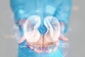 Medical concept, doctor`s hands in a blue coat close-up. Ultrasound of the kidneys, x-ray, hologram. Medical care, anatomy, docto