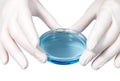 Medical concept - doctor`s hands in latex gloves with petri dish filled blue liquid