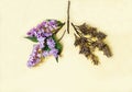 Medical concept of lilac flowers shaped in human lungs