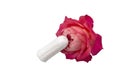 Medical concept photo. Isolated on white. Menstrual tampon and red rose.Menstruation sanitary soft tampon, hygiene protection. Wom