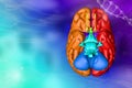 Medical 3D illustration - human brain, neurology development concept - highly detailed hi-tech background or texture