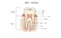 Medical dental tooth anatomy. Image structure of tooth. Illustration human tooth anatomy in flat style Royalty Free Stock Photo