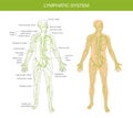 Medical description of the lymphatic system