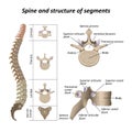 Medical diagram of a human spine with the name and description of all sections and segments of the vertebrae, vector.