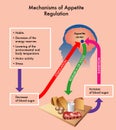 Mechanisms of appetite regulation Royalty Free Stock Photo