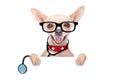 Medical doctor dog Royalty Free Stock Photo