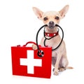 Medical doctor dog Royalty Free Stock Photo