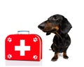 Medical doctor dog Royalty Free Stock Photo