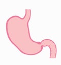 Medical drawings, stomach