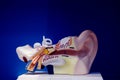 Medical ear deafness model