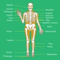 Medical Education Chart of Biology for Human Skeleton Diagram. Vector illustration Royalty Free Stock Photo