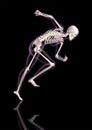 Medical female skeleton in running pose