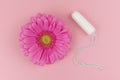 Medical female tampon with a pink gerbera on a pink background. Hygienic white tampon for blood period. Cotton swab. Menstruation Royalty Free Stock Photo